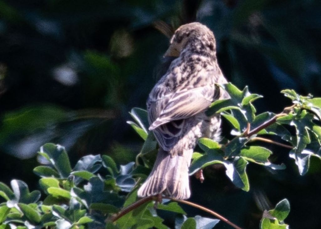 Strillozzo (Emberiza calandra)